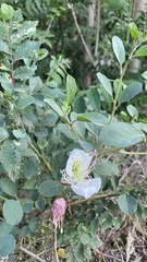Capparis