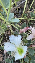 Capparis