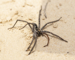 Sosippus mimus