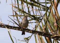 Passer domesticus