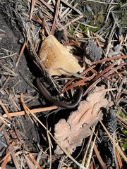 Paeromopodidae