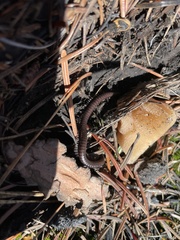 Paeromopodidae