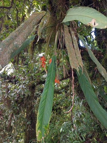 Anthurium protensum image