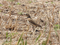 Calandrella dukhunensis