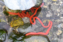 Tubulanus