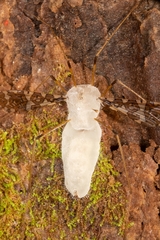Eryniopsis caroliniana