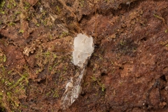 Eryniopsis caroliniana