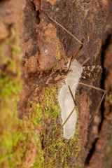 Eryniopsis caroliniana