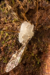 Eryniopsis caroliniana