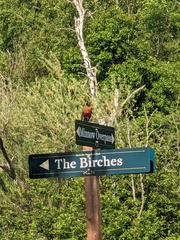 Turdus migratorius image