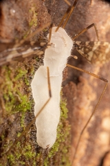 Eryniopsis caroliniana