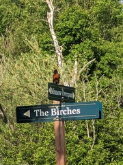 Turdus migratorius image