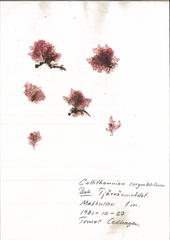 Callithamnion corymbosum