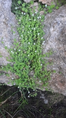 Chaenorhinum tenellum