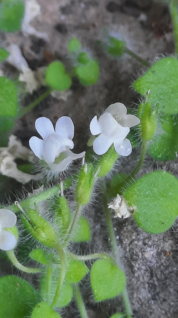 Chaenorhinum tenellum