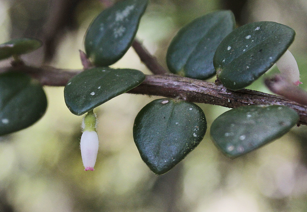 Sphyrospermum buxifolium