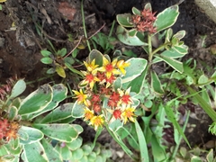 Phedimus kamtschaticus