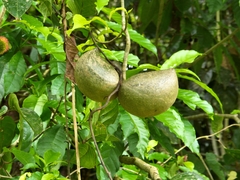 Tabernaemontana donnell-smithii