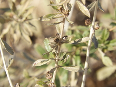 Lippia turbinata