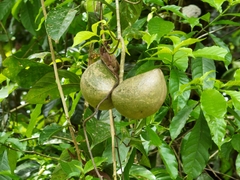 Tabernaemontana donnell-smithii