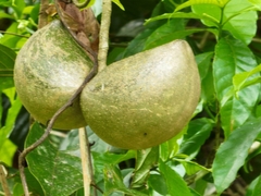 Tabernaemontana donnell-smithii