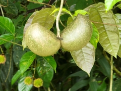 Tabernaemontana donnell-smithii