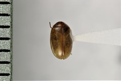 Contacyphon variabilis