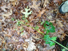 Ligusticum canadense