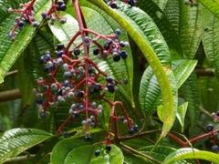 Miconia affinis