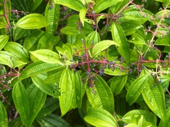 Miconia affinis