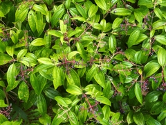 Miconia affinis