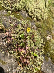 Erythranthe alsinoides