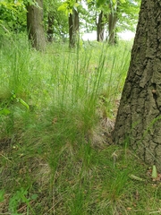 Festuca heterophylla