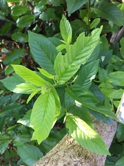 Frangula caroliniana