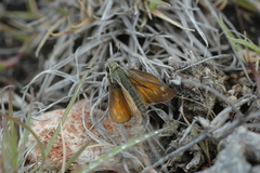 Hesperia uncas gilberti