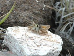 Hesperia uncas gilberti