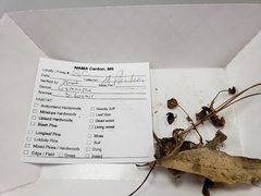 Collybiopsis biformis