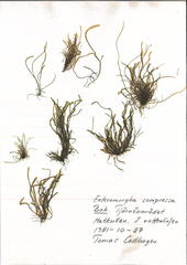 Ulva compressa