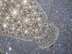 Solea aegyptiaca