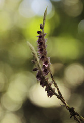 Platystele densiflora, photograph (c) David Sánchez-Gómez, some rights reserved (CC BY)