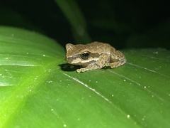 Ranoidea pearsoniana