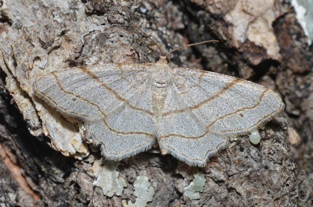 Four-spotted Angle