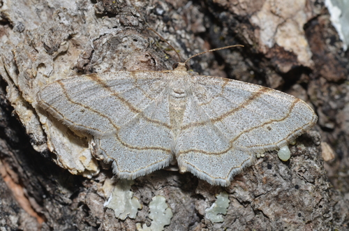 Four-spotted Angle