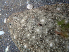 Solea aegyptiaca