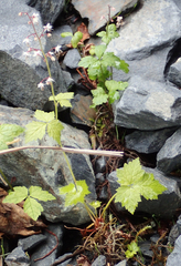 Tiarella trifoliata trifoliata