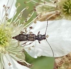 Molorchus bimaculatus
