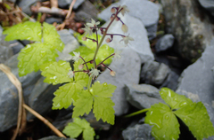 Tiarella trifoliata trifoliata