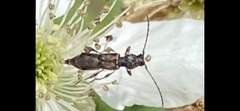 Molorchus bimaculatus