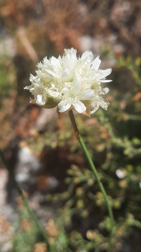 Armeria alliacea