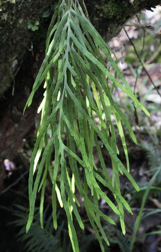 Zygophlebia